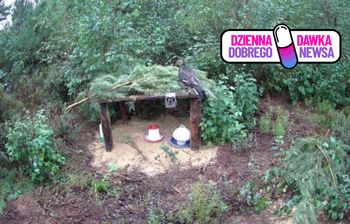 Zaobserwowane przy terenach bagiennych. Cietrzew wraca do Nadleśnictwa Myszyniec