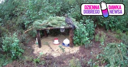 Zaobserwowane przy terenach bagiennych. Cietrzew wraca do Nadleśnictwa Myszyniec