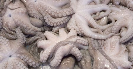 Nagrano "chodzącą" ośmiornicę. Wideo Discovery Channel podbija sieć