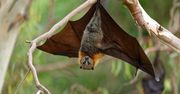 Odpowiedzialne jednak nietoperze. Mikrobiolodzy publikują nowe badanie
