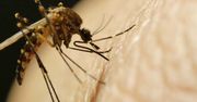 Kogo atakują komary? 5 nietypowych zależności