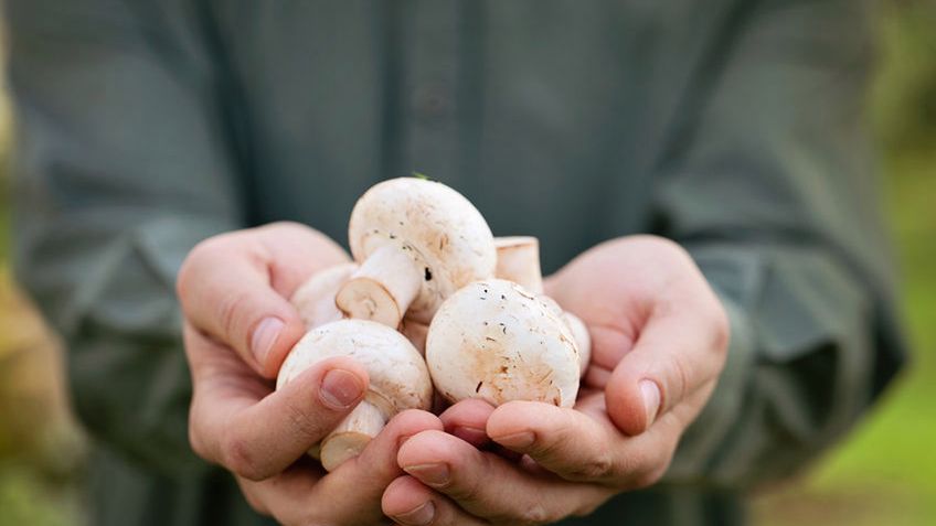 Pieczarki zawierają mnóstwo błonnika 