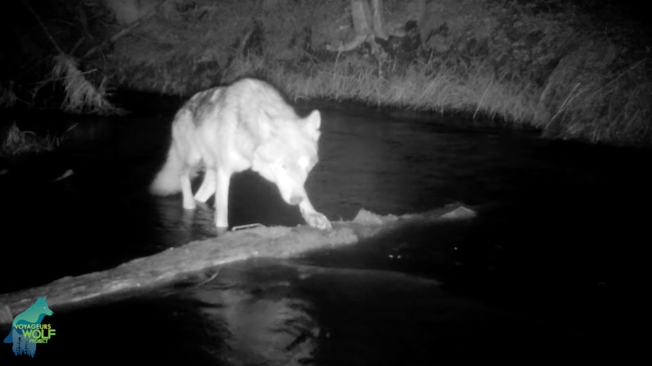 Pułapki fotograficzne obserwują wilki. Okazuje się, że niektóre mają interesujące hobby