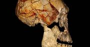 Nowe znalezisko potwierdza: istniał Homo rudolfensis, kolejny gatunek człowieka