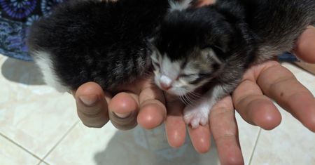 40 milionów wyświetleń. W Nigerii urodził się kot z rzadką wadą