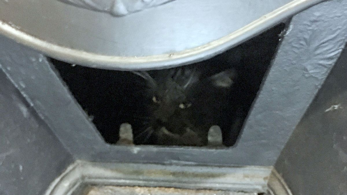 Kot naśladował Świętego Mikołaja?