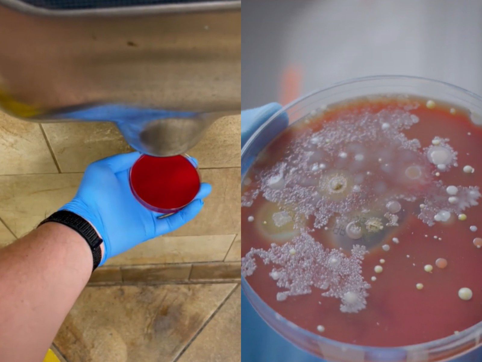 Tak rozwijały się bakterie na płytce osuszonej suszarką do rąk