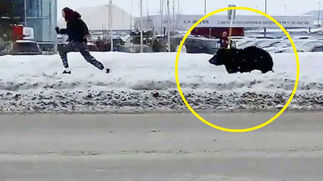 Niedźwiedzica biegająca ulicami rosyjskiego miasta. Nagranie odbiegło media.