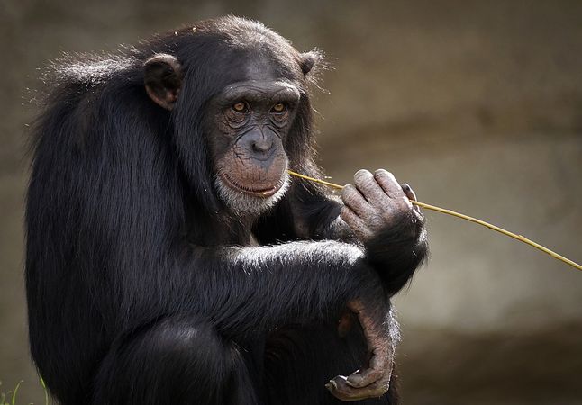 Tkanki potrzebne do eksperymentów pochodziły od szympansów
