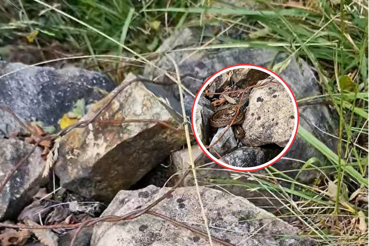 Jedyna jadowita w Polsce. Dojrzeli ją wśród kamieni. Leśnicy: daj jej żyć