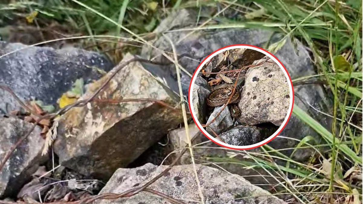 Spotkanie z żmiją zygzakowatą. Leśnicy apelują