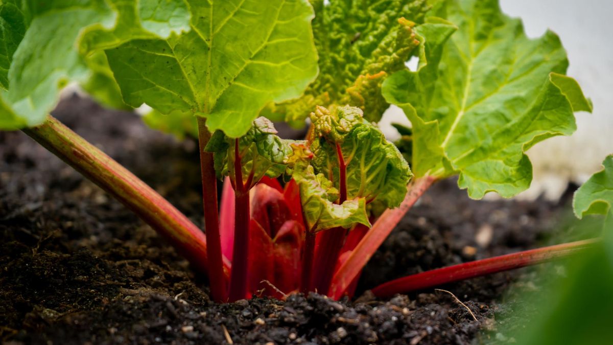 Rzewień to alternatywna nazwa popularnej rośliny, wywodzącej się z rodziny rdestowatych – rabarbaru.