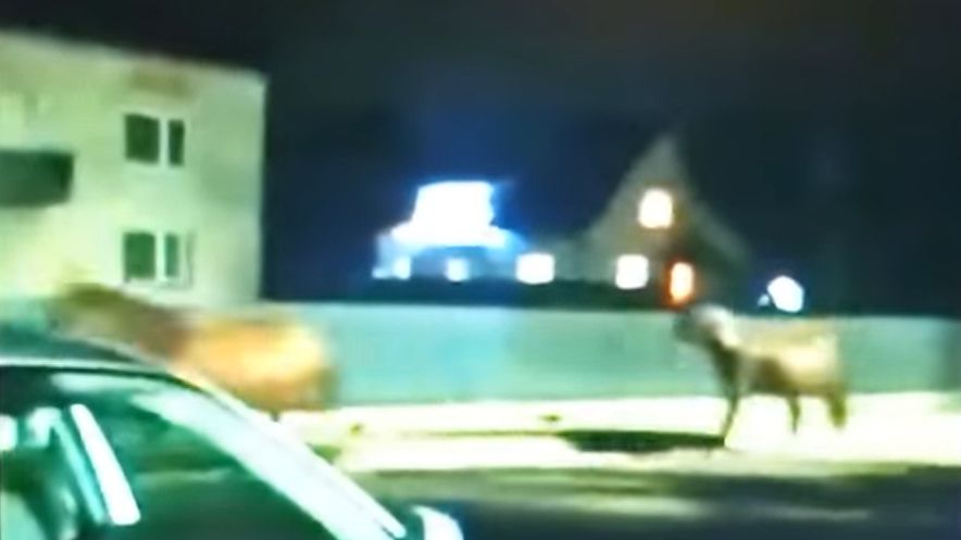 Konie biegały po drodze krajowej 