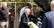 Jarosław Kaczyński chodzi z torbą "obcej" sieci. Gdzie gospodarczy patriotyzm?