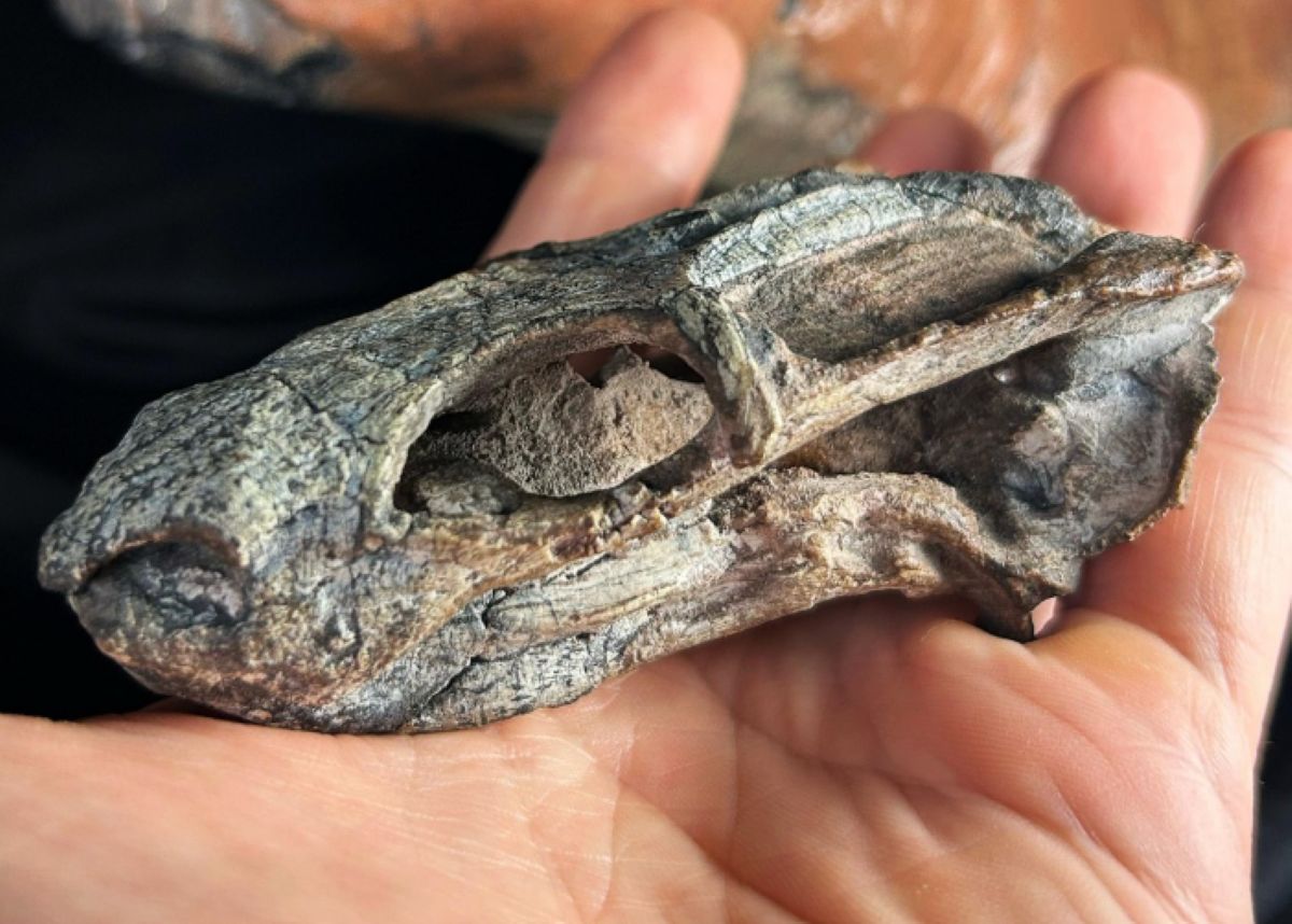 Odtworzyli wygląd pradawnego zwierzęcia z Brazylii. Wystarczyła szczęka