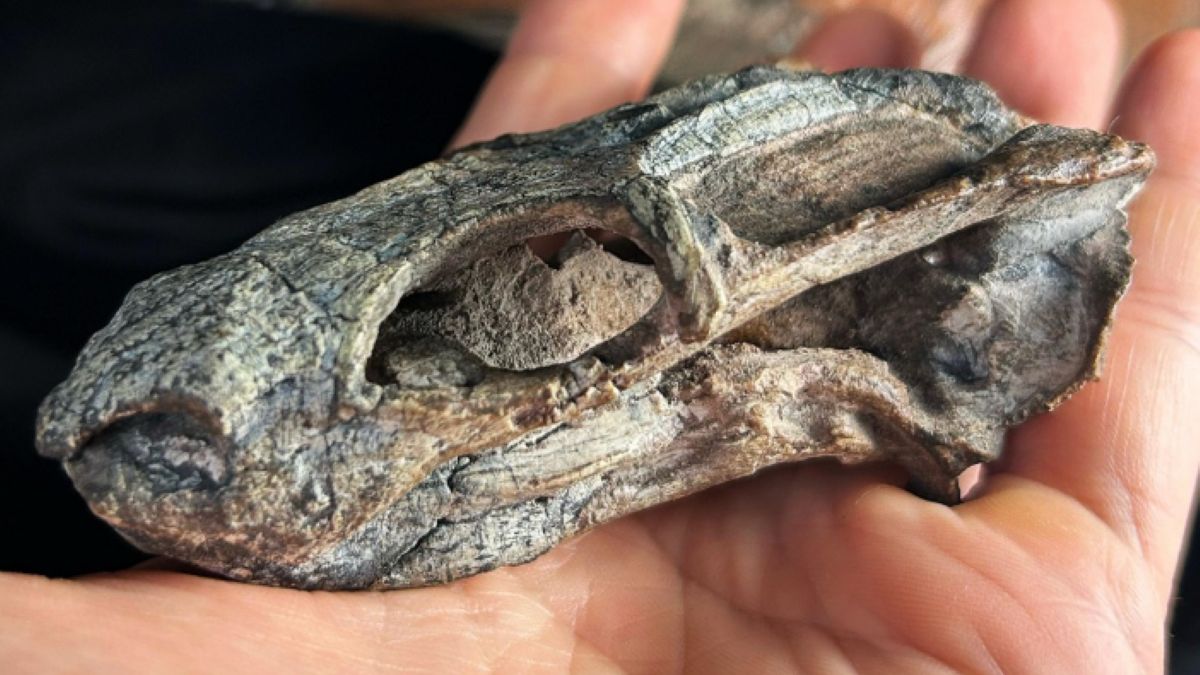 Czaszka pozwoliła odtworzyć wygląd pradawnego zwierzęcia