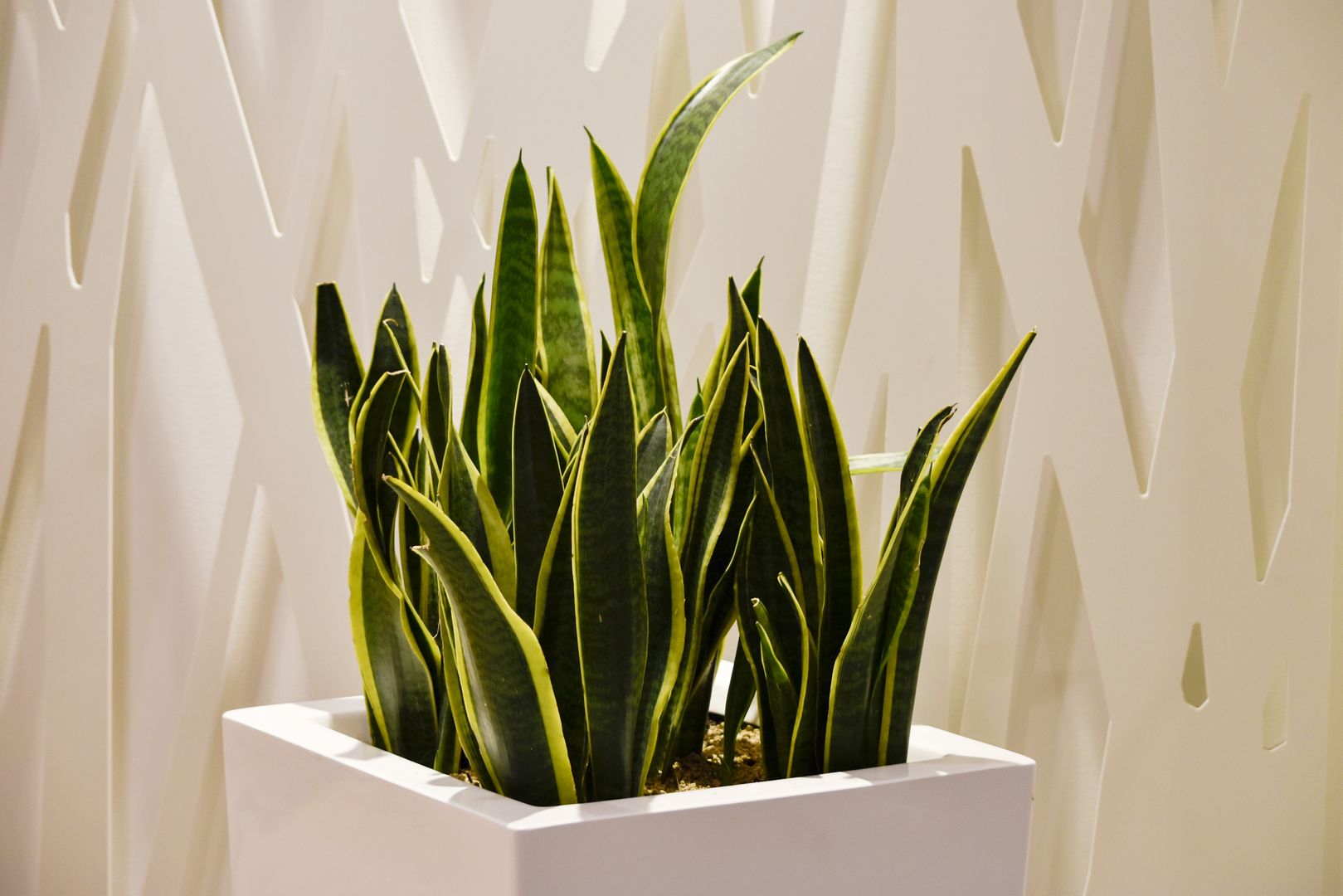 Sansevieria