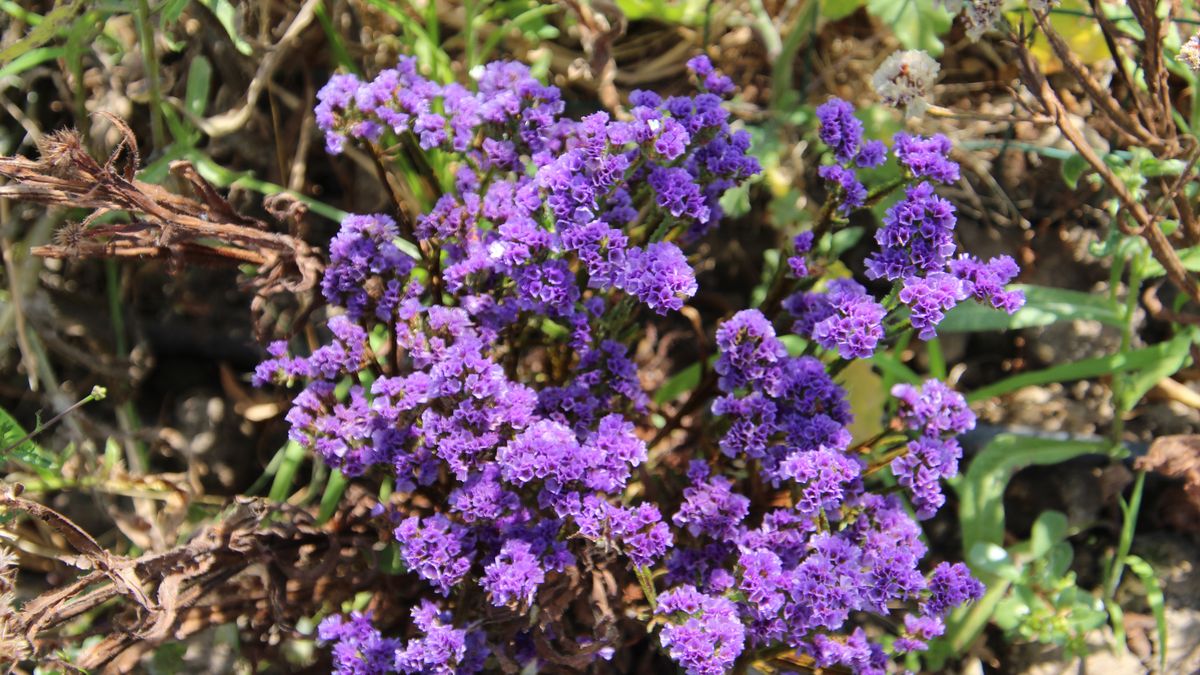Zadbaj o zatrwian już w marcu, odwięczy cię w sezonie