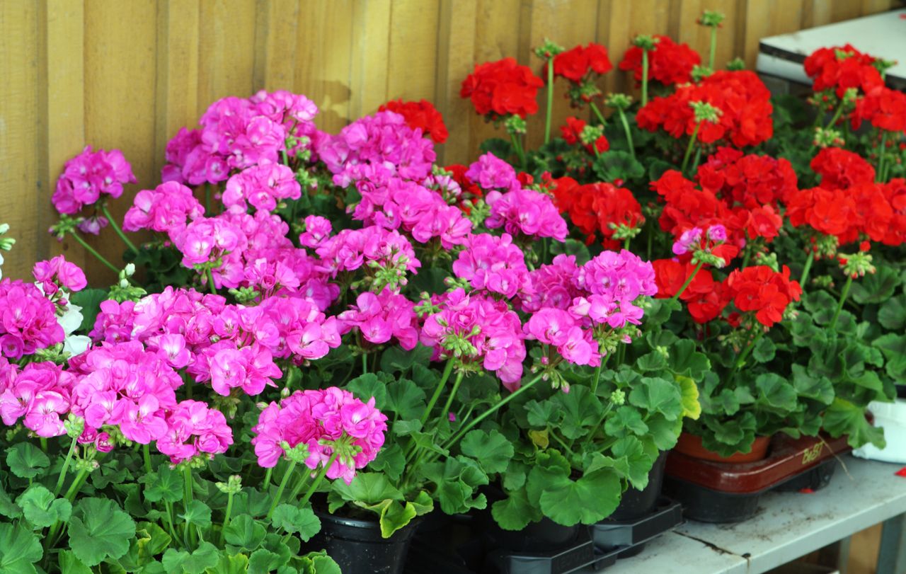 How to keep your geraniums blooming: Two essential tips