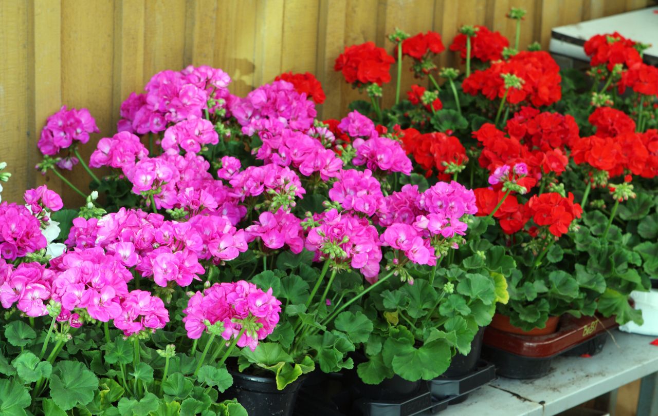 How to care for geraniums?