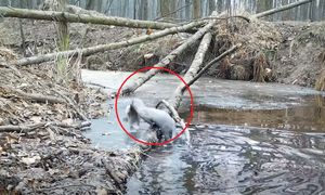 Amerykanka w polskim lesie. Tylko spójrz