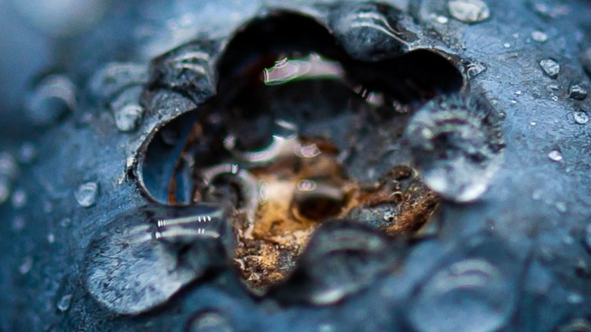 Zbliżenie na owoc jagody