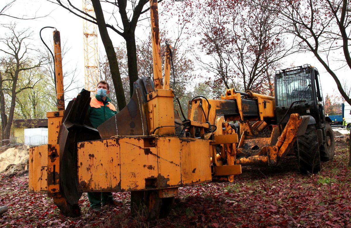 W Sosnowcu zdecydowano się na przesadzenie starych drzew.