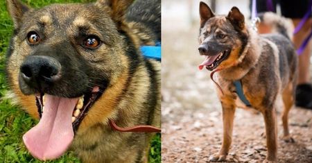 Dziś Tłusty Czwartek - z tej okazji adoptuj Pączka!