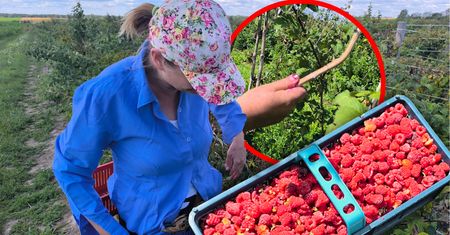 Pokazała, co w tym roku stało się z polskimi malinami. Dwie plagi