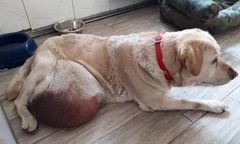 Bolesławiec. Wolontariusze byli w szoku. Pies z gigantycznym guzem