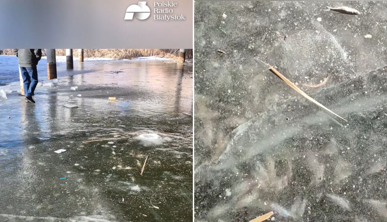 Wstrząsający widok pod lodem. Podali bilans