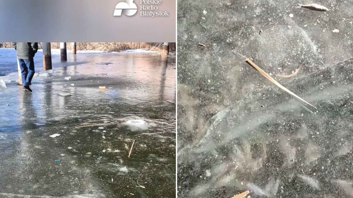 Tysiące martwych ryb w białostockich stawach.