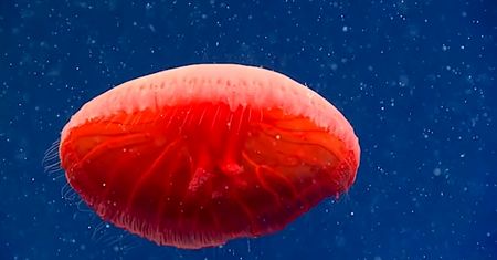 Niesamowita meduza odkryta w głębinach oceanu. Naukowcy nie znali tego gatunku