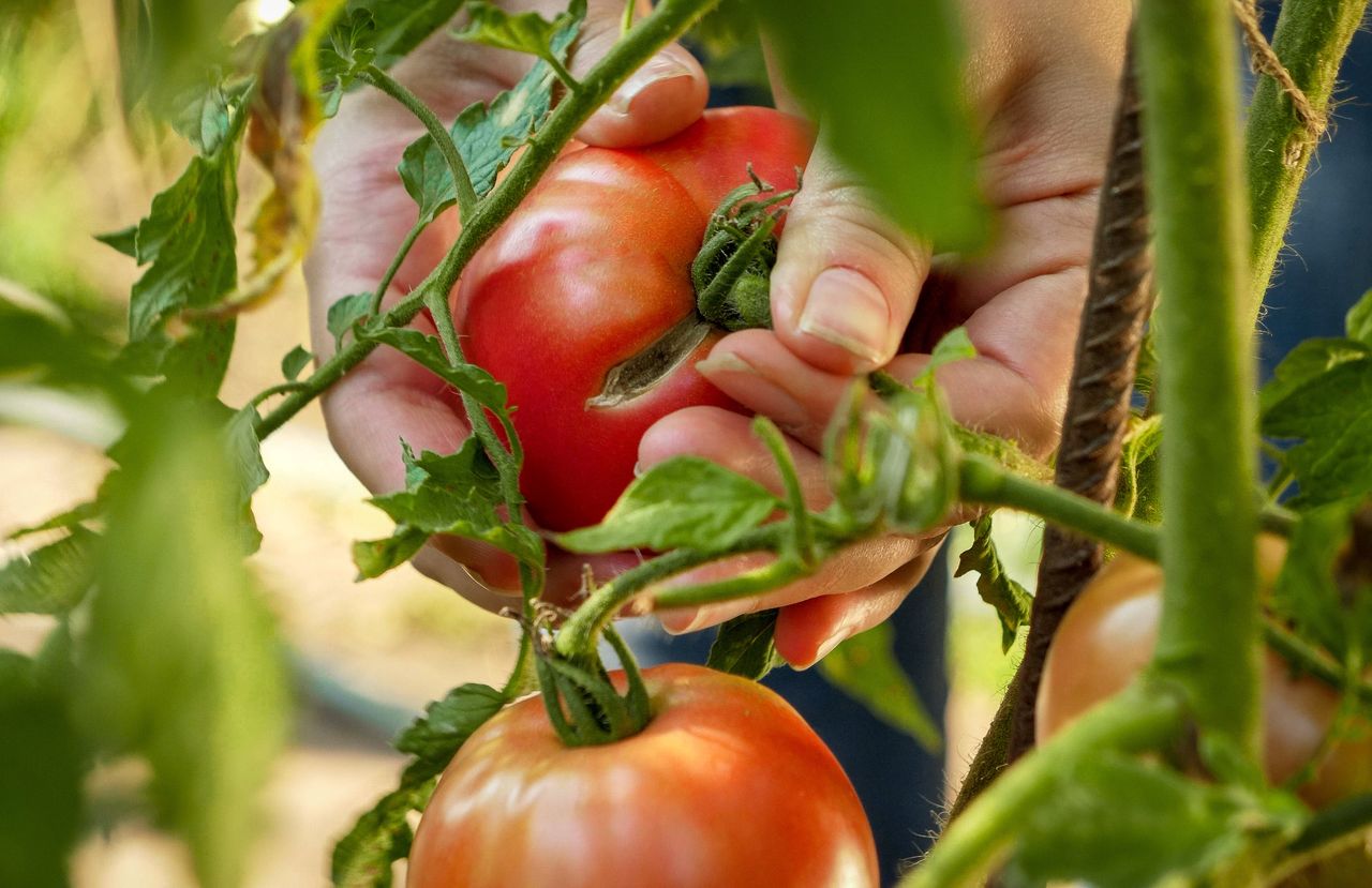 Tomatoes don't like the company of some plants.