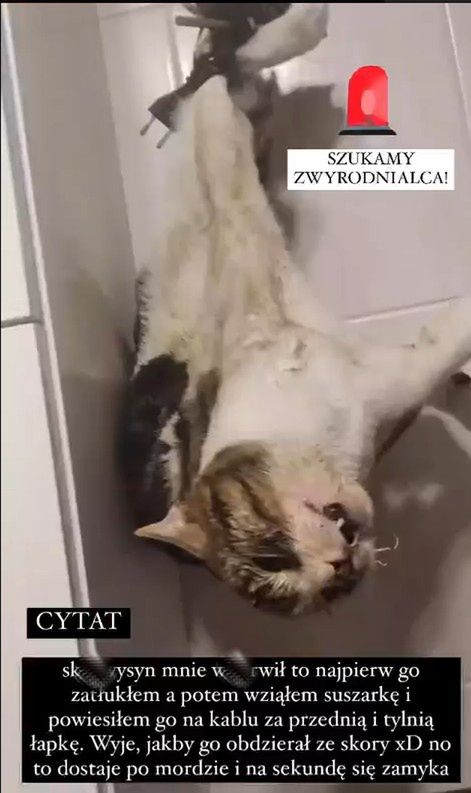Poszukujemy SADYSTY, który w bestialski sposób znęca się nad swoim kotem! 