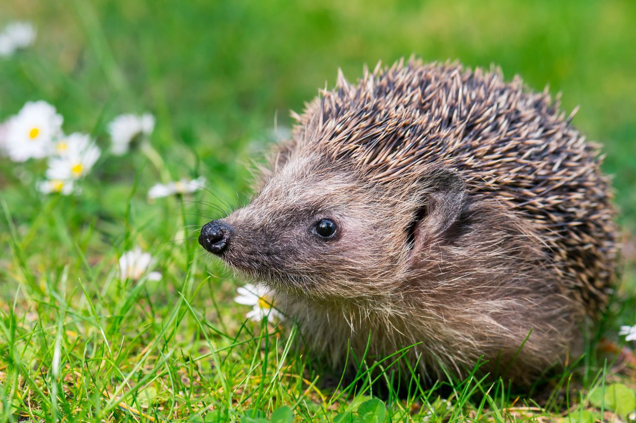 The hedgehog in the garden is a reason for joy.