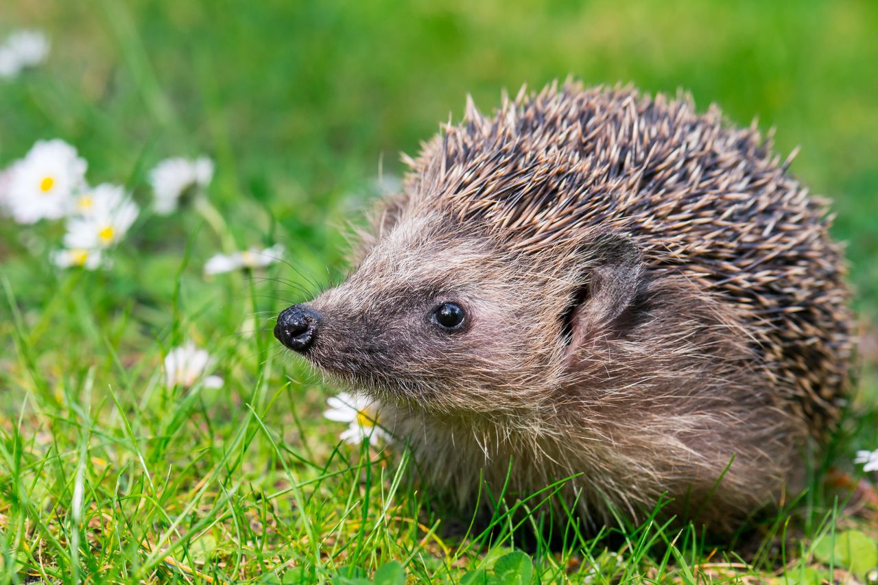 The hedgehog in the garden is a reason for joy.