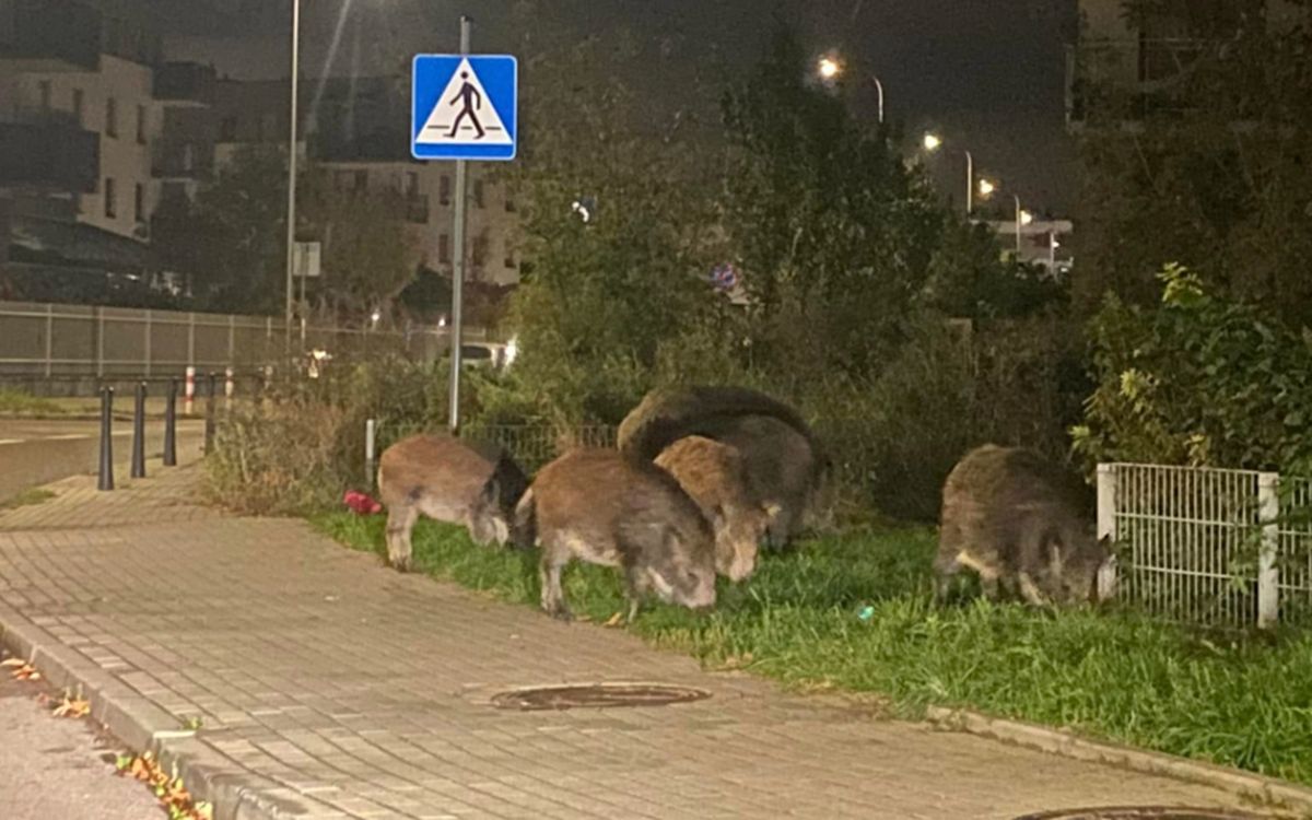 Dziki przy ul. AK Karpaty.