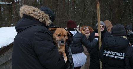 Co z psami z Sobolewa? "Bardzo mocno skrzywdzone psychicznie"