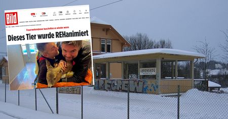 Nietypowa akcja strażaków. Przytulali jelenia