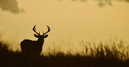 Way of the Hunter – twórcy pokazali nowe materiały z gry