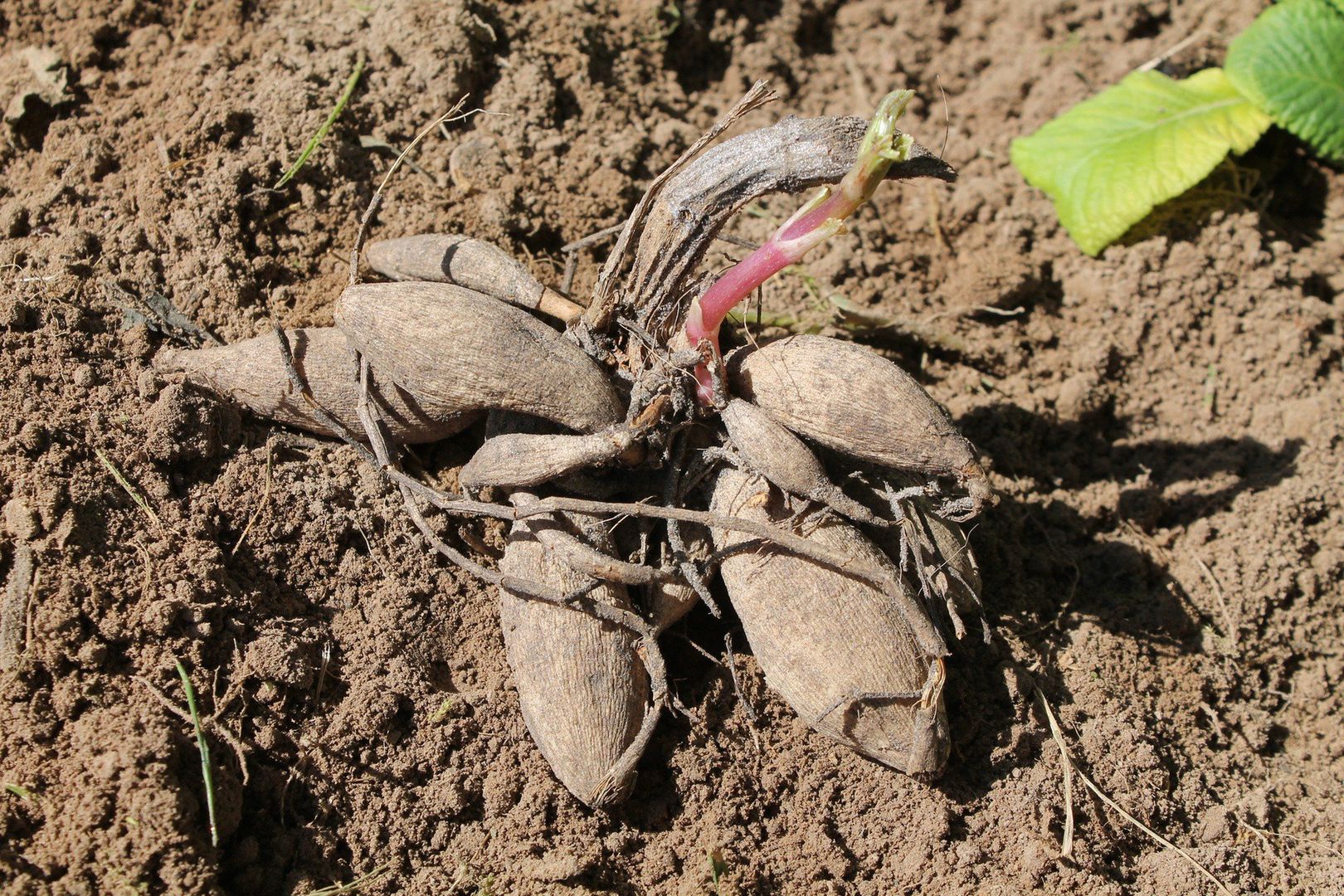 Sadzi się tak zwane karpy z bulwami. Często widoczna jest pozostałość starej łodygi (na zdjęciu w głębi), czasem wyrasta też już młody pęd.