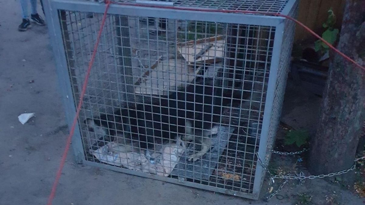 Strażnicy złapali niebezpiecznego psa