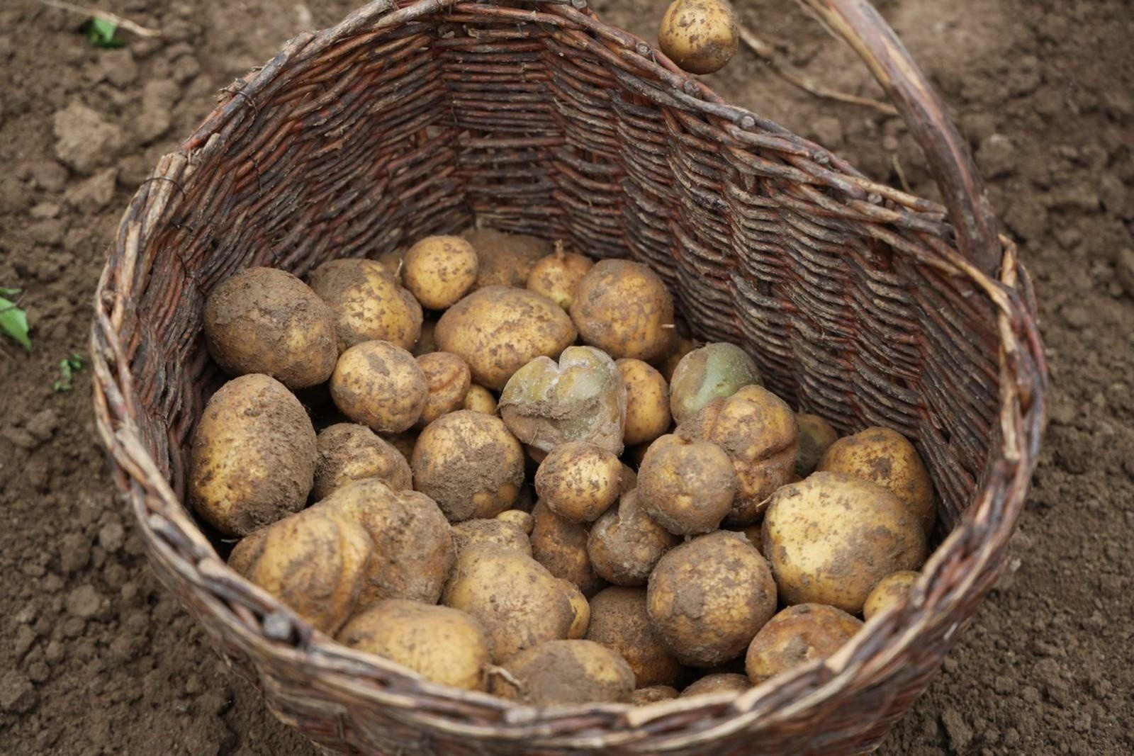 rodukty bogate w skrobię są zabronione i należy ich unikać?