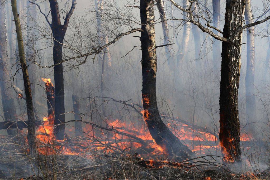 Dramatyczna sytuacja w lasach. Liczba pożarów może być rekordowa.