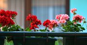 10 minut i stary karton. Tyle trzeba, aby bez szkody przezimować pelargonie
