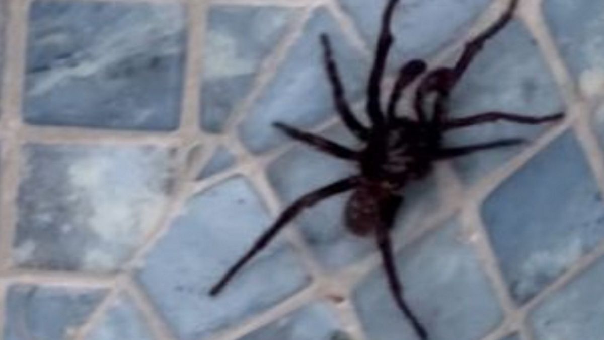 Zajrzał do basenu. Widok zmroził mu krew w żyłach