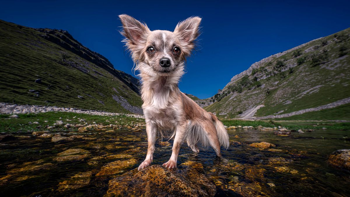 Cat Race zdradza swoje tajniki fotografowania psów. Kotem jest tylko z imienia 1