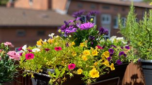 Zrób porządki, zadbaj o środowisko i zdobądź sadzonki na balkon lub do ogródka. EKO akcja w Poznaniu już niedługo
