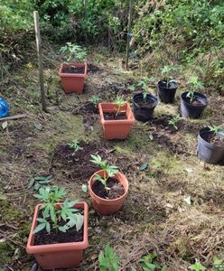 Tajemnicze doniczki na Dolnym Śląsku. Zatrzymanym grozi 8 lat więzienia